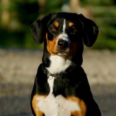 Nakita - Entlebucher Mountain Dog