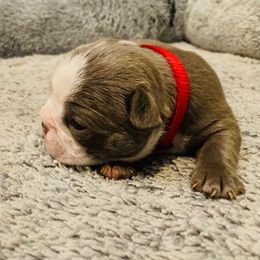 Boston Terriers from KCMO Boston Terriers