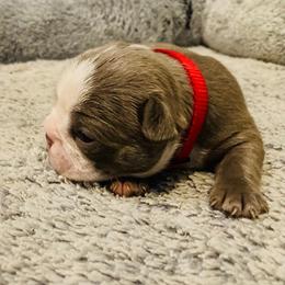 Boston Terriers from KCMO Boston Terriers