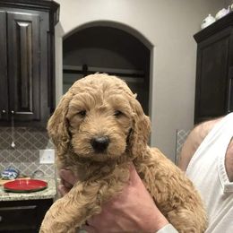 Goldendoodle Puppies from Nicole Christensen