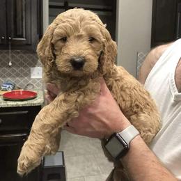 Goldendoodle Puppies from Nicole Christensen