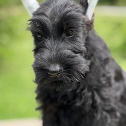 Elizabeth - Black female Giant Schnauzer puppy in Bois D’arc, Missouri from Down Low Kennels