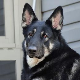 Rebekah - Shiloh Shepherd