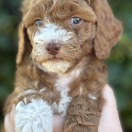 Purple collar - Red  female Goldendoodle puppy in Fontana, California from Grammy's Puppy Love doodles and poodles