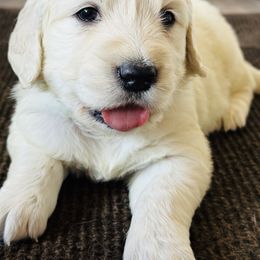 Teal - Light golden female Golden Retriever puppy in Decatur, Indiana from Golden Bundles