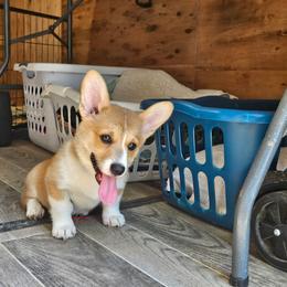 Pink Boy 5 - White and fawn male Pembroke Welsh Corgi puppy in Orange, Virginia from CL&L Corgi's