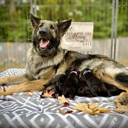 Shiloh Shepherd Puppies from Echo Shilohs