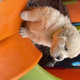 Golden Retriever Puppies from Golden Wise