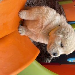 Golden Retriever Puppies from Golden Wise