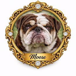 Moo - Bulldog