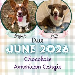 American Corgi puppies from Serendipity Corgi's