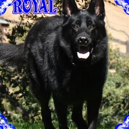 ROYAL - German Shepherd