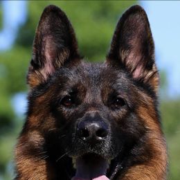 German Shepherd All Grown Up from German shepherd