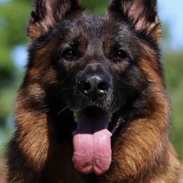 German Shepherd All Grown Up from German shepherd