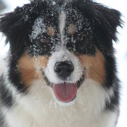 Miniature American Shepherds and Toy Australian Shepherds from MarLoWin Aussies