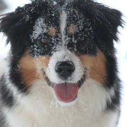Miniature American Shepherds and Toy Australian Shepherds from MarLoWin Aussies
