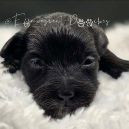 Victoria - Black female Yorkipoo puppy in Coolidge, Arizona from Effervescent-Pooches
