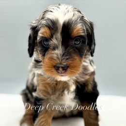 Puppy Pick 5 - Merle female Bernedoodle puppy in Sugar Hill, Georgia from Deep Creek Doodles