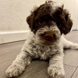 Lagotto Romagnolo Puppies from Agapē Lagotto Romagnolo