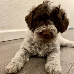 Lagotto Romagnolo Puppies from Agapē Lagotto Romagnolo