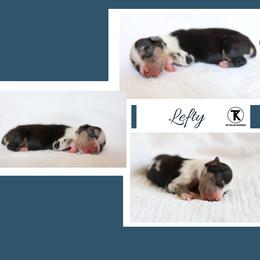 Lefty- BMM3 - Blue merle male Toy Australian Shepherd puppy in Nacogdoches, Texas from TK Standard, Mini, & Toy Aussies
