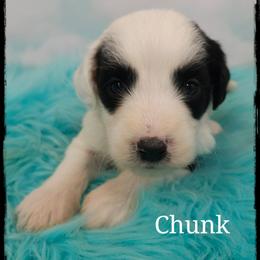 Chunk - Black and white male Sheepadoodle puppy in Farley, Iowa from Iowa's Doodle Co.