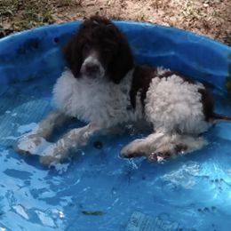 Poodles from Copell's Poodles
