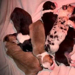 Cardigan Welsh Corgis and Pembroke Welsh Corgis from Spots and Sploots