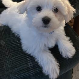Boone - White male Coton de Tulear puppy in Ludington, Michigan from Cotten's Sunset Kennels
