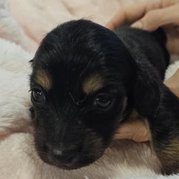 G3 - Black and tan female Dachshund puppy in Austin, Texas from Glorious Minis