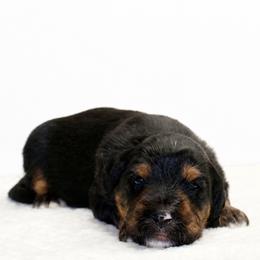 Bandit - Black tri-color male Aussiedoodle puppy in Decatur, Illinois from Signature Doodles