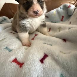 Juno 1 - White and red male Pembroke Welsh Corgi puppy in Jenkinsburg, Georgia from Red Elephant Farms