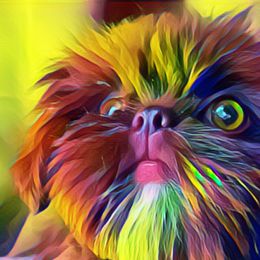Shih Tzus from Horacio Basulto's Shih Tzu