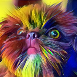 Shih Tzus from Horacio Basulto's Shih Tzu