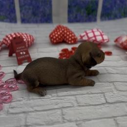 Red Smooth Male - Red male Dachshund puppy in Killeen, Texas from Southern Dachshunds