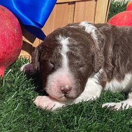 Cashew - Parti male Labradoodle puppy in St George, Utah from Terra's Swann's Kennels