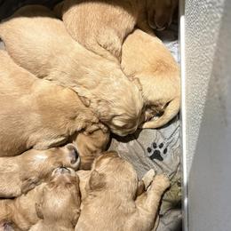 Girl 1 - Golden female Golden Retriever puppy in Maidens, Virginia from Legacy Farm Goldens