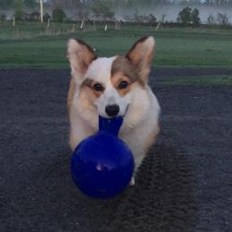 Pembroke Welsh Corgis from Maple Bluff Bernedoodles and Pembroke Welsh Corgis