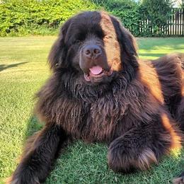 Newfoundlands from Crews' Newfoundlands