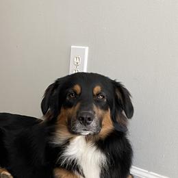 Manzo - Australian Shepherd
