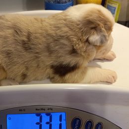 Boy 5 - Australian Shepherd puppy in Belleville, West Virginia from Chasitys Australian Shepherds