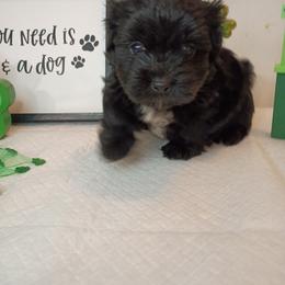 Boy 2 - male Shorkie puppy in Boca Raton, Florida from Tina-Marie's Pups