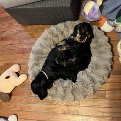 English Cocker Spaniel Puppies from Spring Run English Cocker Spaniels
