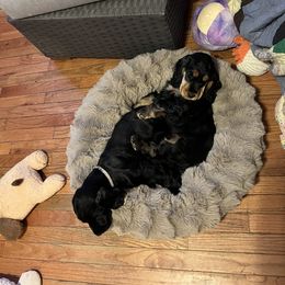 English Cocker Spaniel Puppies from Spring Run English Cocker Spaniels