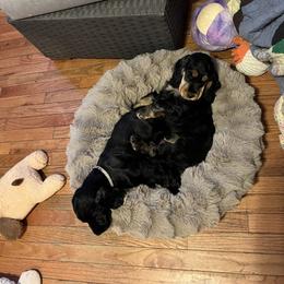 English Cocker Spaniel Puppies from Spring Run English Cocker Spaniels