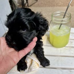 Jax - Black male Miniature Schnauzer puppy in Port Orchard, Washington from Silver Bells Miniature Schnauzers