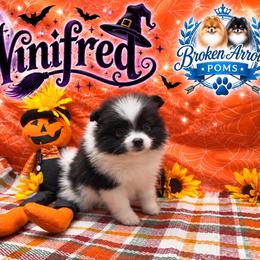 Winifred - Black parti female Pomeranian puppy in Sandia, Texas from Broken Arrow Poms