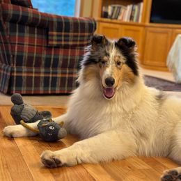 Leo - White Collie puppy in Silverton, Oregon from Meissa Collies