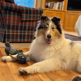 Leo - White Collie puppy in Silverton, Oregon from Meissa Collies