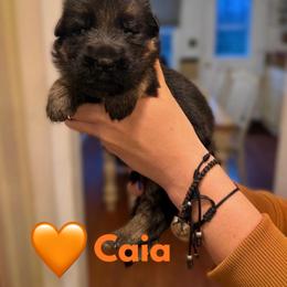 Caia - Black and red female German Shepherd puppy in Harvard, Illinois from Aus Dem Meer German Shepherds